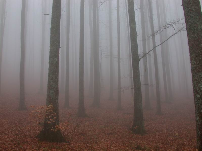 Una folta nebbia...